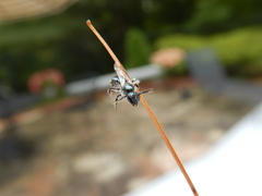 Lasioglossum coeruleum
