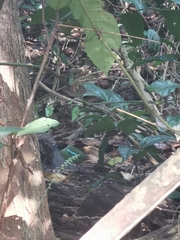 Pitta sordida cucullata