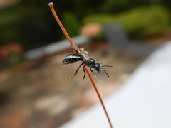 Lasioglossum coeruleum
