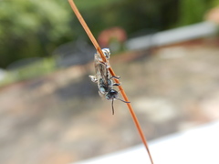 Lasioglossum coeruleum