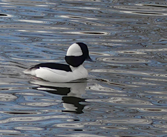Bucephala albeola