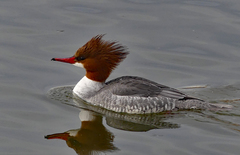 Mergus merganser