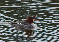 Mergus merganser