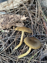 Cortinarius thiersii