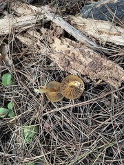 Cortinarius thiersii