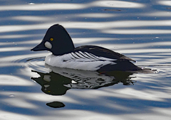 Bucephala clangula