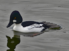 Bucephala clangula