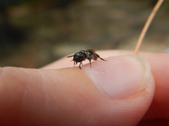 Lasioglossum coeruleum