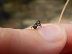 Lasioglossum coeruleum