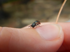 Lasioglossum coeruleum