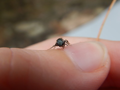 Lasioglossum coeruleum