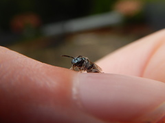 Lasioglossum coeruleum