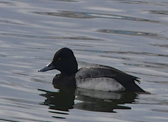 Aythya affinis