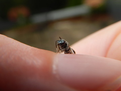 Lasioglossum coeruleum