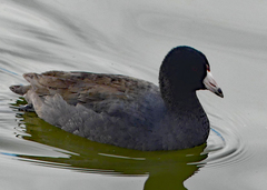 Fulica americana