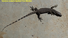 Varanus scalaris