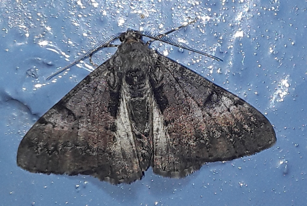 Alcis cosmeta