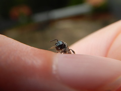 Lasioglossum coeruleum