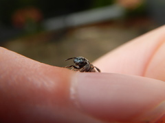 Lasioglossum coeruleum