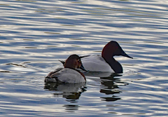 Aythya valisineria