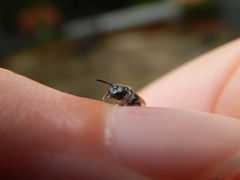 Lasioglossum coeruleum