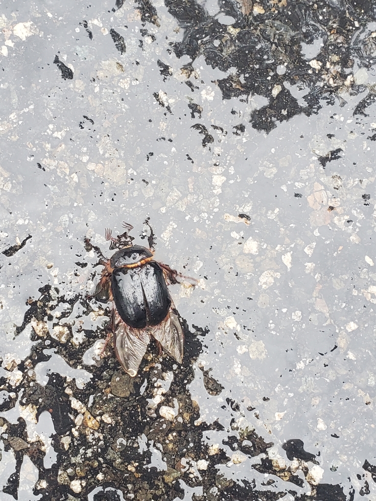 Southern Rain Beetle