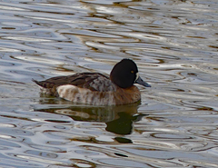 Aythya affinis