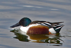 Spatula clypeata