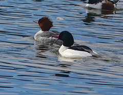 Mergus merganser