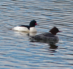 Mergus merganser
