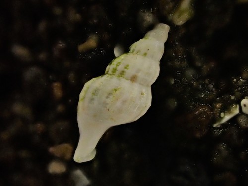 Liracraea
