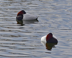 Aythya valisineria