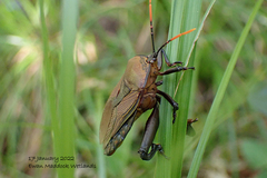 Rhoecus australasiae