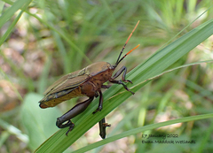 Rhoecus australasiae