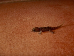 Gonatodes antillensis