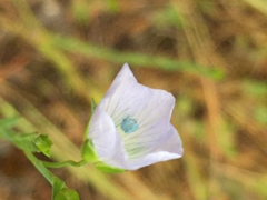 Linaceae