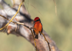 Pyrocephalus rubinus