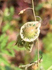 Thysanocarpus curvipes