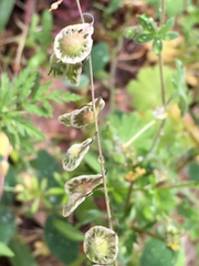 Thysanocarpus curvipes