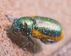 Smaragdina limbata
