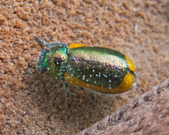 Smaragdina limbata