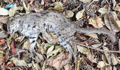 Prionailurus rubiginosus