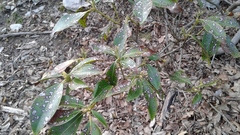 Kalmia