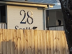 Rhipidura leucophrys