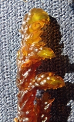 Scorpidium scorpioides