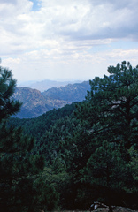 Pinus arizonica