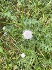 Cirsium brevicaule