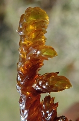 Scorpidium scorpioides