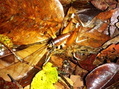 Penalva flavocalceata
