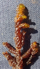 Scorpidium scorpioides